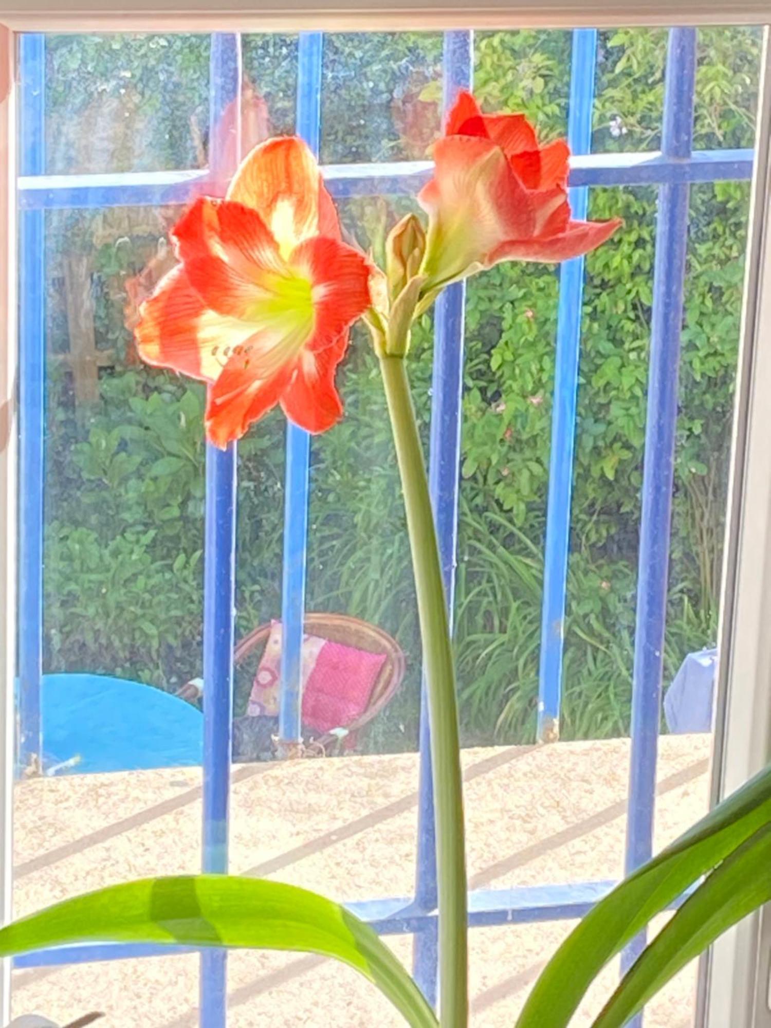 Haut De Jardin Dans Une Maison ديجون المظهر الخارجي الصورة